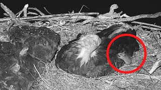 West End Eagles | OMG what a brave mouse!! ~ 02-25-2020