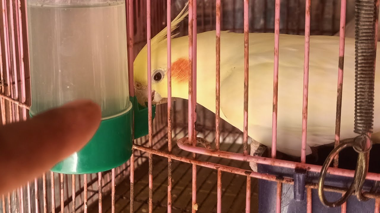 لو عندك كوكتيل اعمل كده بسرعه فيهم الي مش شغاله علشان تبيض عن تجربها ازى كوكتيل يبيض