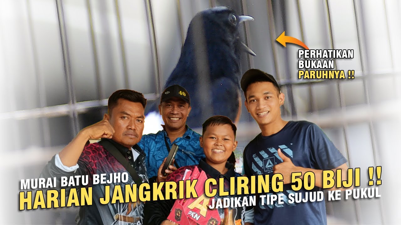 [ Murai Batu BEJHO ] Berkat Harian Jangkrik Cliring 50 Biji !! Tipe Sujud Berubah Jadi Ke Pukul