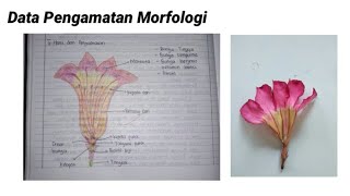 BOTANI FARMASI MORFOLOGI DAN ANATOMI BUNGA KAMBOJA (Plumeria. Sp)