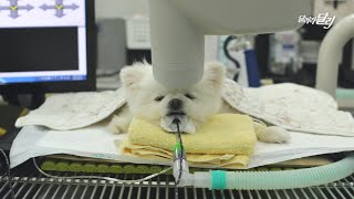 [Eng Sub] A dog Darly goes to the dentist | dog dental care