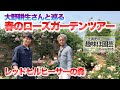 【5万名様記念SP】大野耕生さんと巡る春のローズガーデンツアー！【レッドヒルヒーサーの森】【ローズガーデン】【バラ】【薔薇】【趣味の園芸】