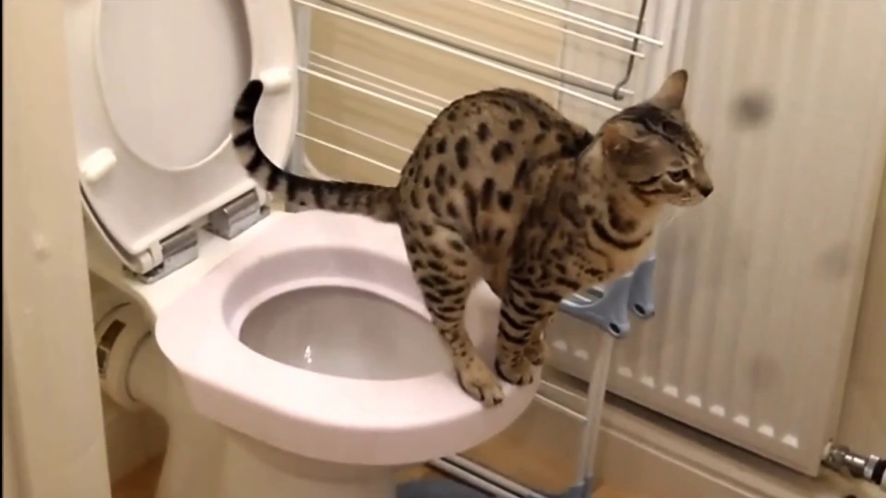 Muh Pooping Cat... - YouTube