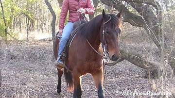 Hez Radically Sheik - trail riding! - ValleyViewRanch.net