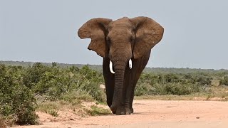 Elephants of South Africa @neenenoos