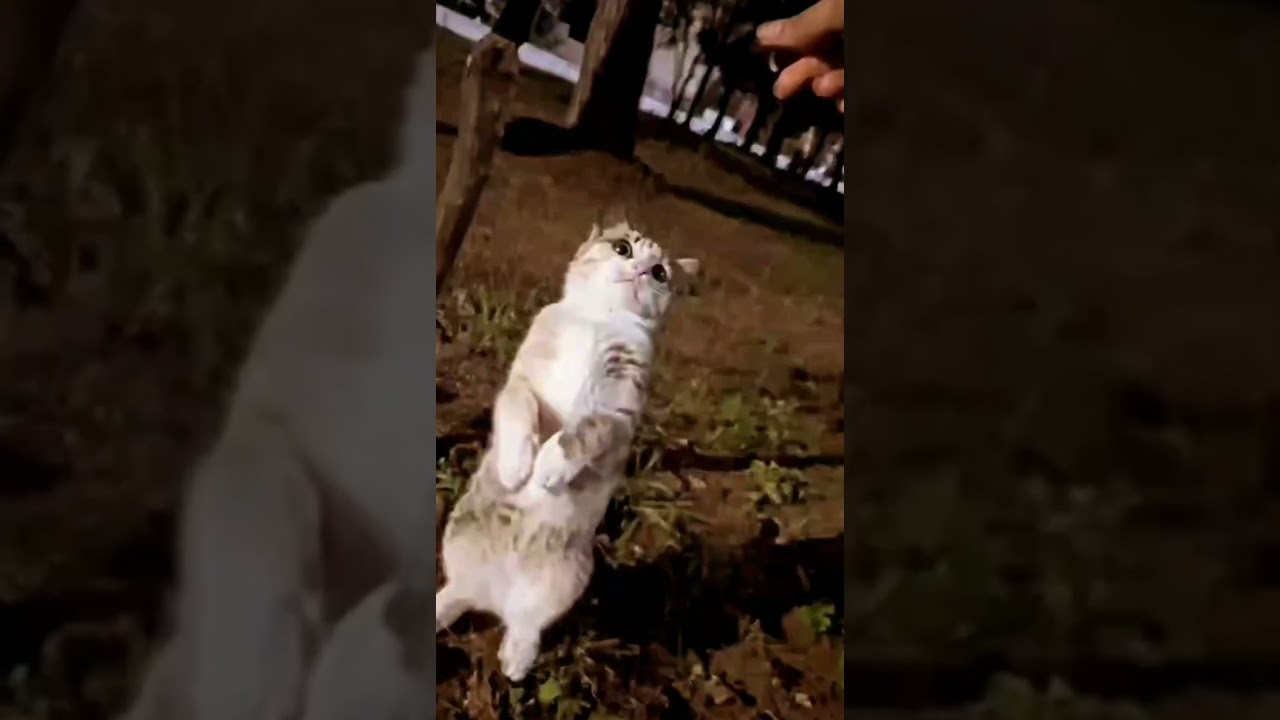 The child inside me when I see a cat😍🐈 