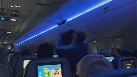 Pigeons cause chaos on Delta flight