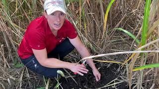 January 14, 2021 Growing Miscanthus In Iowa