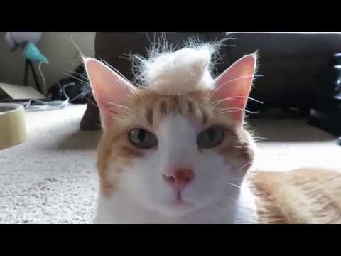 Bored Cat  Meowing  And Purring  YouTube