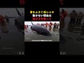 「お願い、我が子を救って」港を塞ぎ続けた母シャチの必死の訴えと、親子の絆が生んだ奇跡
