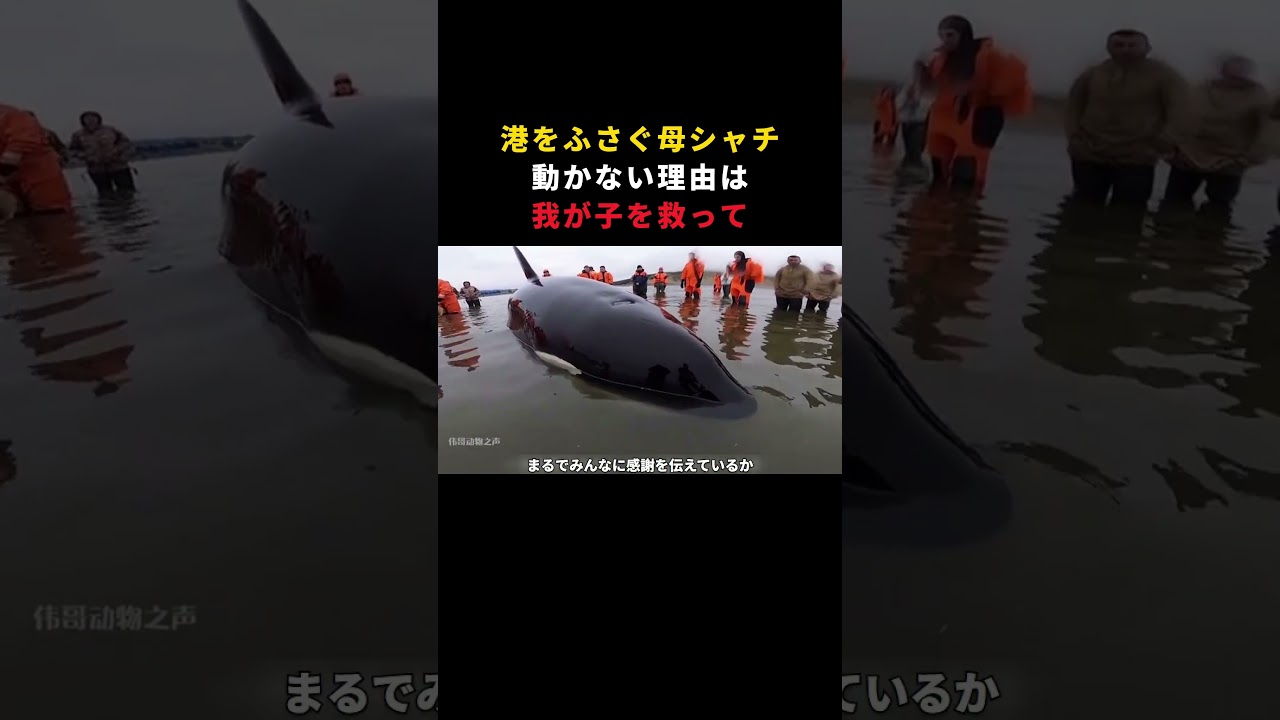 「お願い、我が子を救って」港を塞ぎ続けた母シャチの必死の訴えと、親子の絆が生んだ奇跡