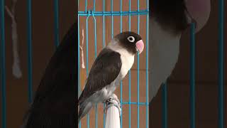 Download Lagu Suara Lovebird | Lovebird Batman MP3 Download Lagu Suara Lovebird | Lovebird Batman MP3