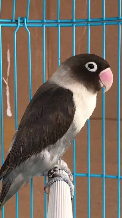 Suara Lovebird | Lovebird Batman