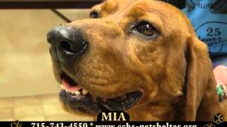 CCHS 'Pet of the Week' - April 1, 2013 by breatMCTV 365 views 11 years ago 3 minutes, 44 seconds