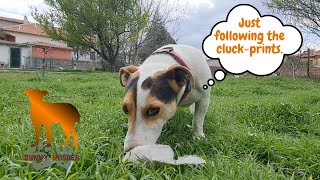 A Day of Fun: Jack Russell Terrier's Garden Adventure!