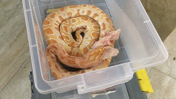 بيرسيك بتاكل صدور فراخ feeding persik female Burmese python eating chicken breast ♥️🐍