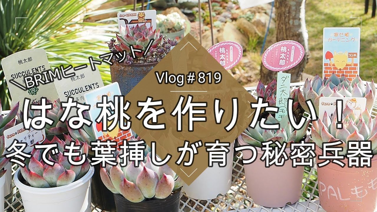 【キノピヨ】星桃錦からの葉挿し Vlog 819] [Succulents] Momotaro Leaf Cuttings for Growing