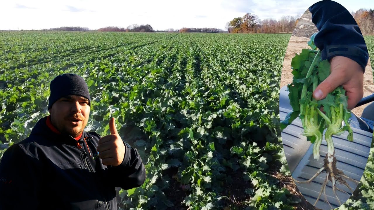 Ūkinis Rapsas (Dominatorius)