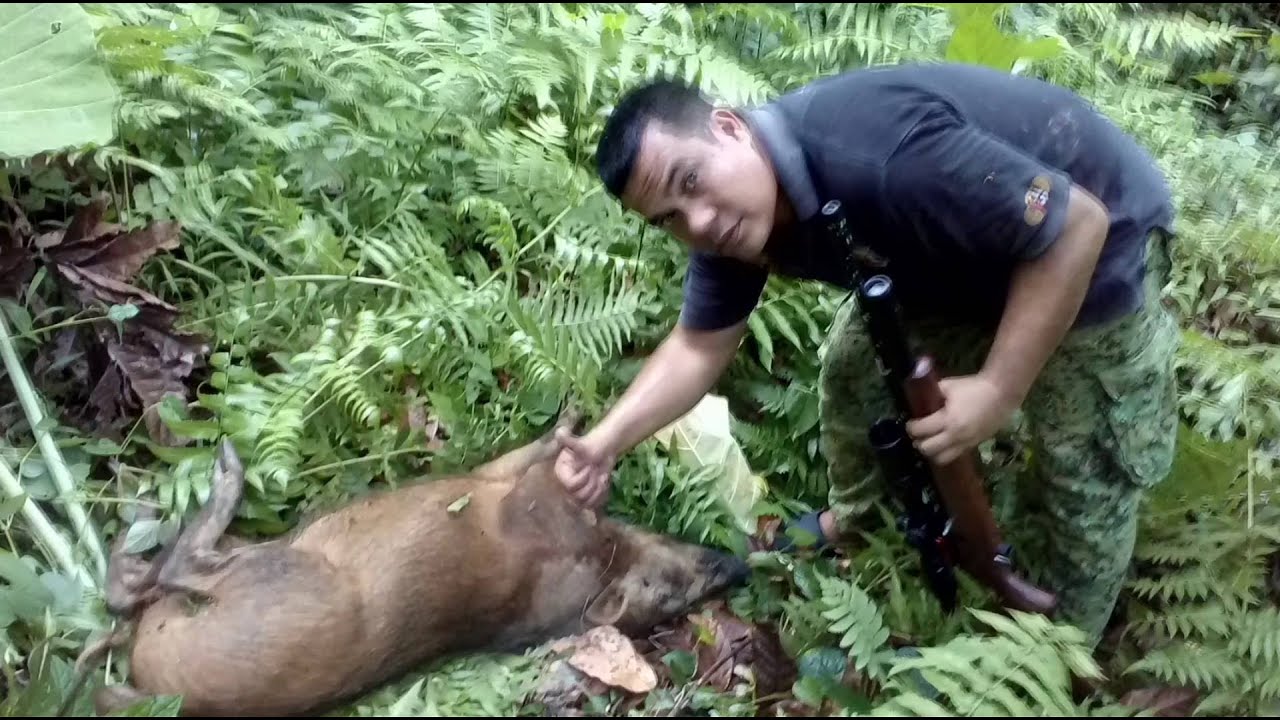 Berburu babi hutan pemangsa ternak ayam 