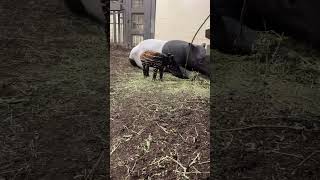 Zoomies from Malayan Tapir Calf at the Wilder Institute/Calgary Zoo