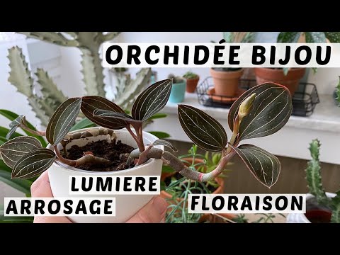 Vidéo: Ludisia Orchid Care - Conseils pour cultiver des orchidées bijou