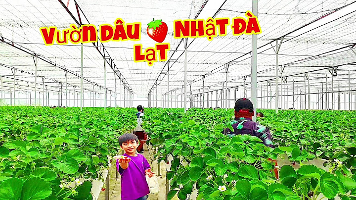 Vườn dâu nhật đà lạt review năm 2024