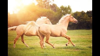 POLYUSHKA POLYE (Полиушка Поли) #POLYUSHKA #horse Resimi