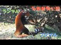 23.12 多摩動物公園 レッサーパンダ フジマル ランマル バトル復活