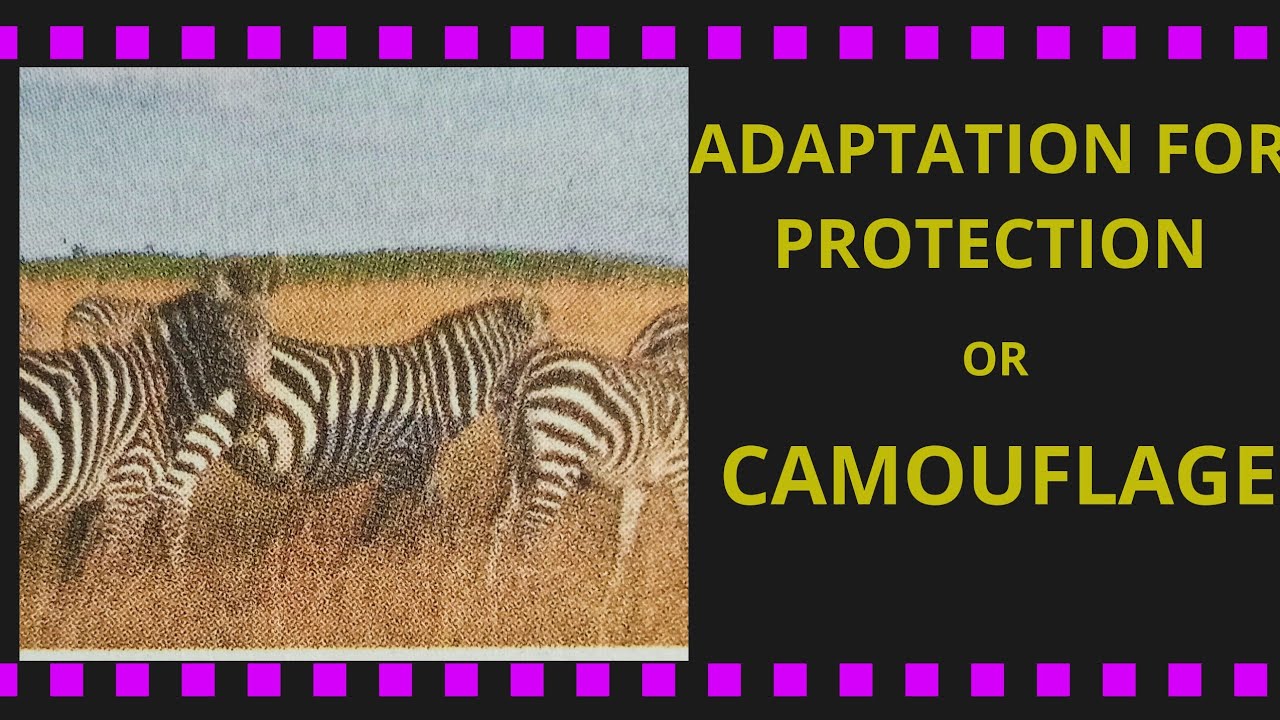 Comouflage,comouflaging animals, adaptation for protection, Barkhajain -  YouTube