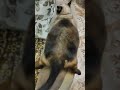 Fat Thai cat