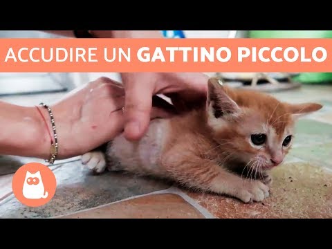 Video: Come Nutrire Un Gattino Di Un Mese?