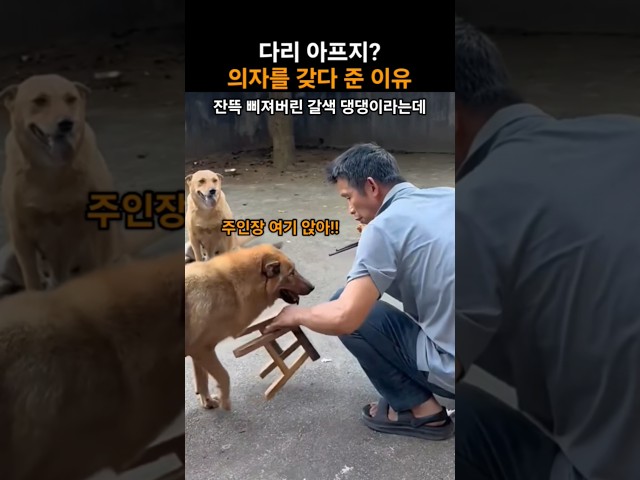 다리 아프지? 댕댕이가 의자를 갖다 준 이유