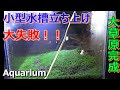 【Aquarium】水草の種で大草原完成！そして大失敗！！　The prairie is completed with aquatic plant seeds! And a big mistake!!