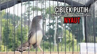 lagu asli Burung CIBLEK KRISTAL GACOR, pas Untuk Pikat Ciblek Liar Dan Pancingan Ciblek Muda Hutan