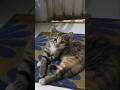 #music #electronic #cat #studywithmeandmycat #studywithmeandmycat #whowillbemylifepartnerta #kitten