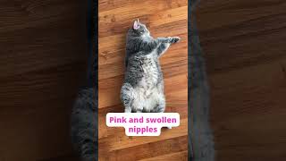 Signs your cat is pregnant  #cat #catfacts #cats #catsoftiktok #catsofinstagram