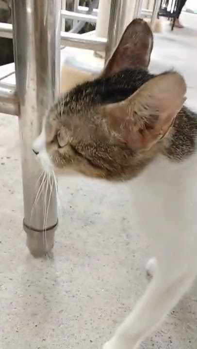 snobish cat