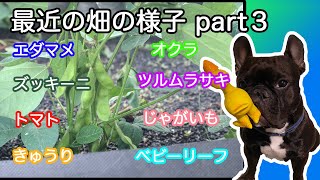【家庭菜園】Vlog最近の畑特集。5月31日雨上がりの撮影です。ツルムラサキが発芽したり、じゃがいもが収穫間近になってきました!!まだまだエネルギー全開で育てます!! 【家庭菜園】Vlog最近の畑特集。5月31日雨上がりの撮影です。ツルムラサキが発芽したり、じゃがいもが収穫間近になってきました!!まだまだエネルギー全開で育てます!!