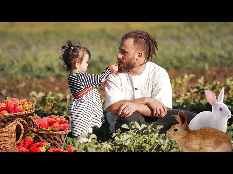 მარწყვის კრეფა ოჯახთან ერთად - Family Vlog
