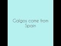 Adopting a Spanish galgo! の動画、YouTube動画。
