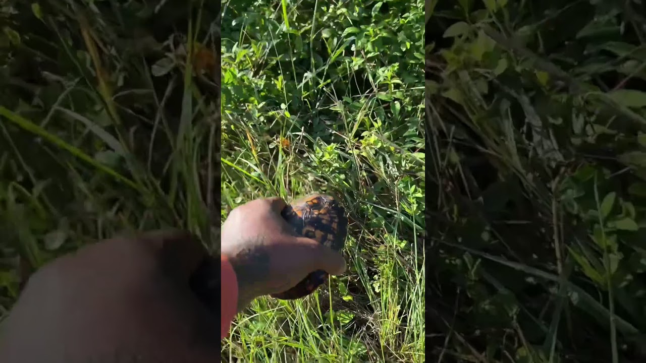 Had to save this turtle 