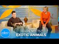 Ellen Meets Exotic Animals