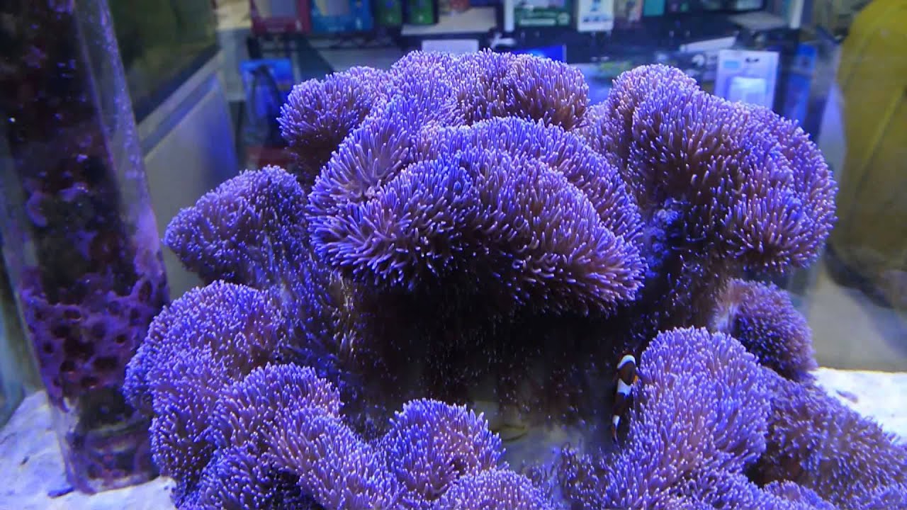 ハタゴイソギンチャク パープル 特大サイズ飼育販売マリンキープ Youtube