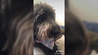 Celebrity Week 2 Continuous Learning from the Library Profile