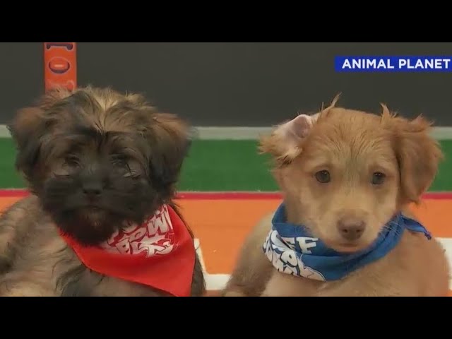 Puppy Bowl Celebrates 20 Years Of Fluff Anf Ruff