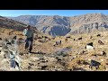 Living with sheep from morning to night | Hard but beautiful nomadic work
