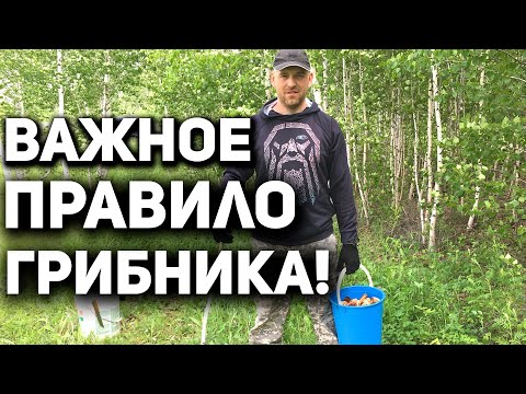 Открываю Грибной Сезон 2023 на Волге / Отправился по Грибы в Лес / Тихая Охота на Грибочки #грибы