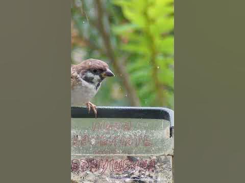 Подзатыльник - YouTube