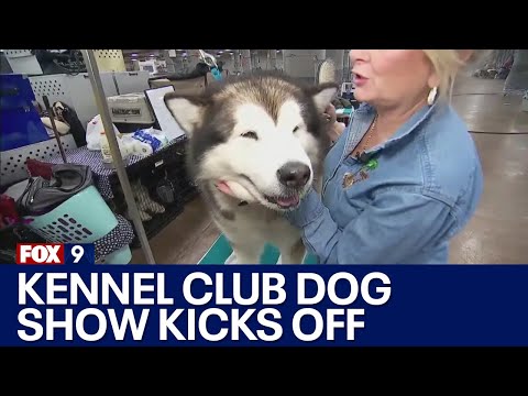 ვიდეო: არის თუ არა ტბა ლესხენაულტიას ძაღლი?
