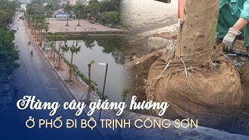 Cận cảnh những cây giáng hương thay thế hàng nhãn ở phố đi bộ Trịnh Công Sơn
